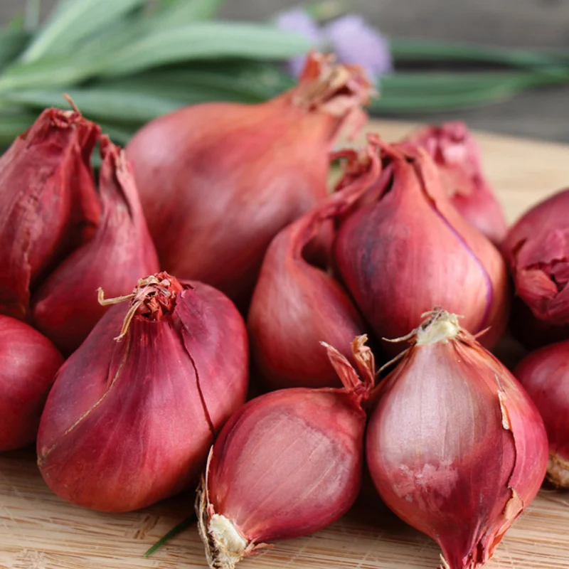 Premium Red Shallots with Superior Flavor and Versatility